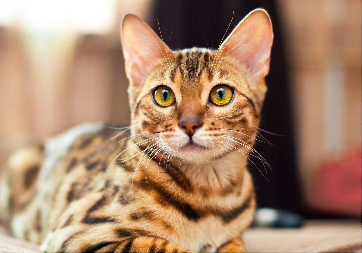 Bengal Cat Breeder Bengal Cat Club Medium
