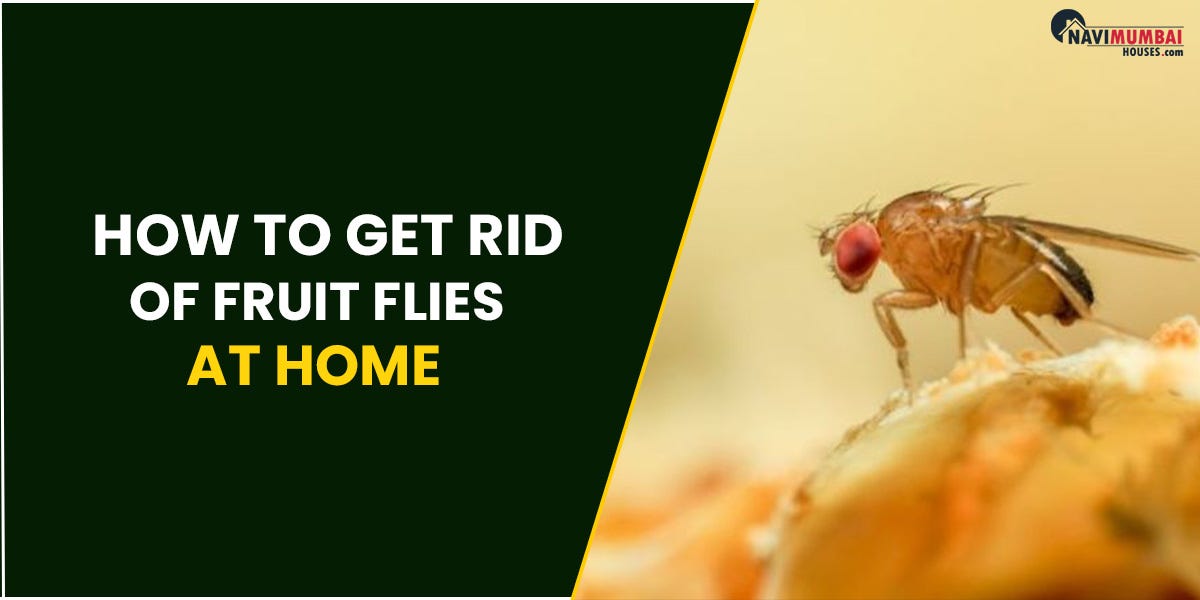 How To Get Rid Of Fruit Flies At Home Vinegar Treatment For Fruit
