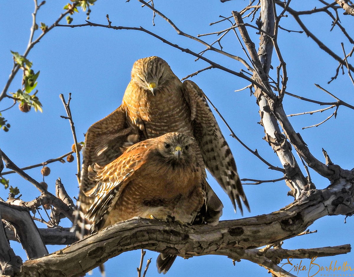 Red Tailed Hawk Mating