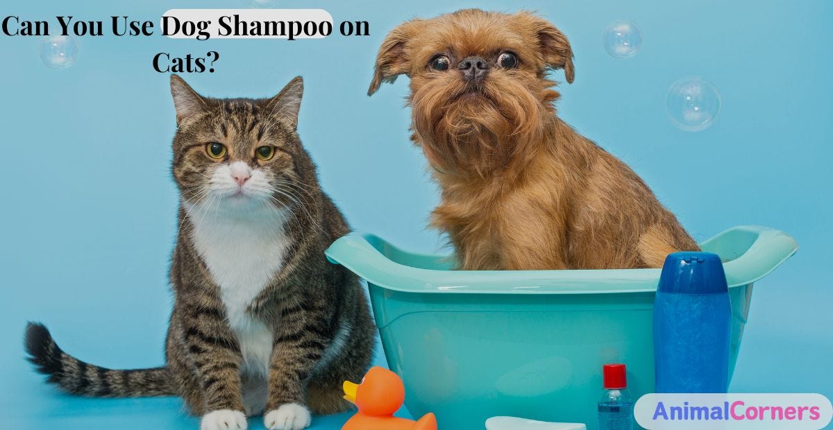 Can You Use Dog Shampoo on Cats?. When it comes to pet grooming