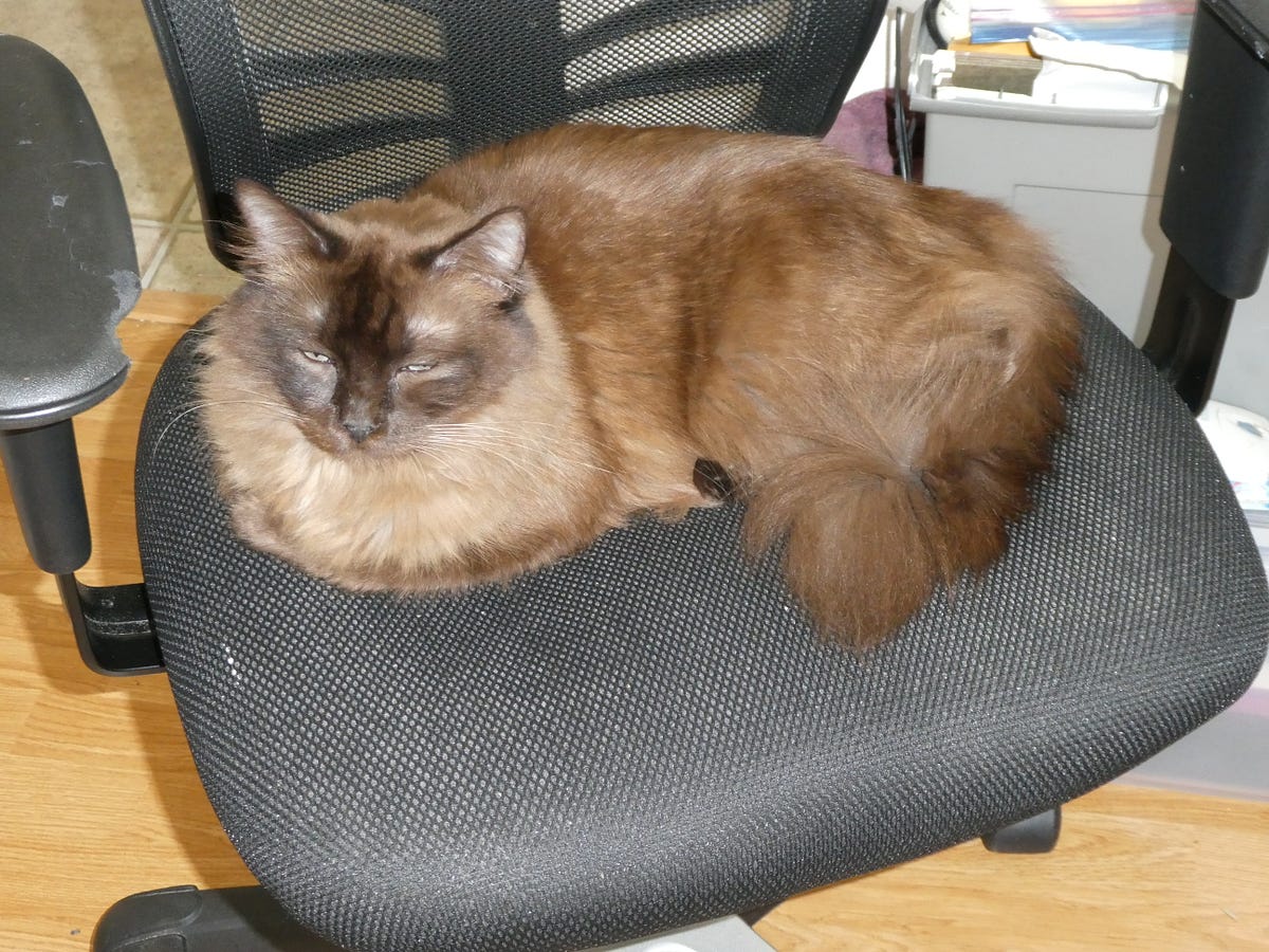 My Cat Is Letting Me Stay. He keeps trying to get me to leave by Toni