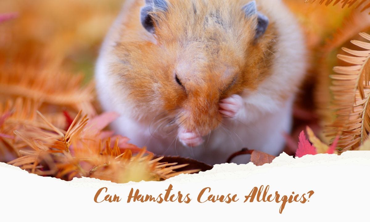 Can Hamsters Cause Allergies? Understanding the Risks and Precautions