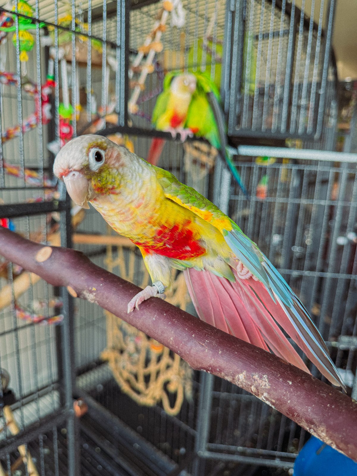 What could be causing my pet parrot to lose feathers and how can I keep