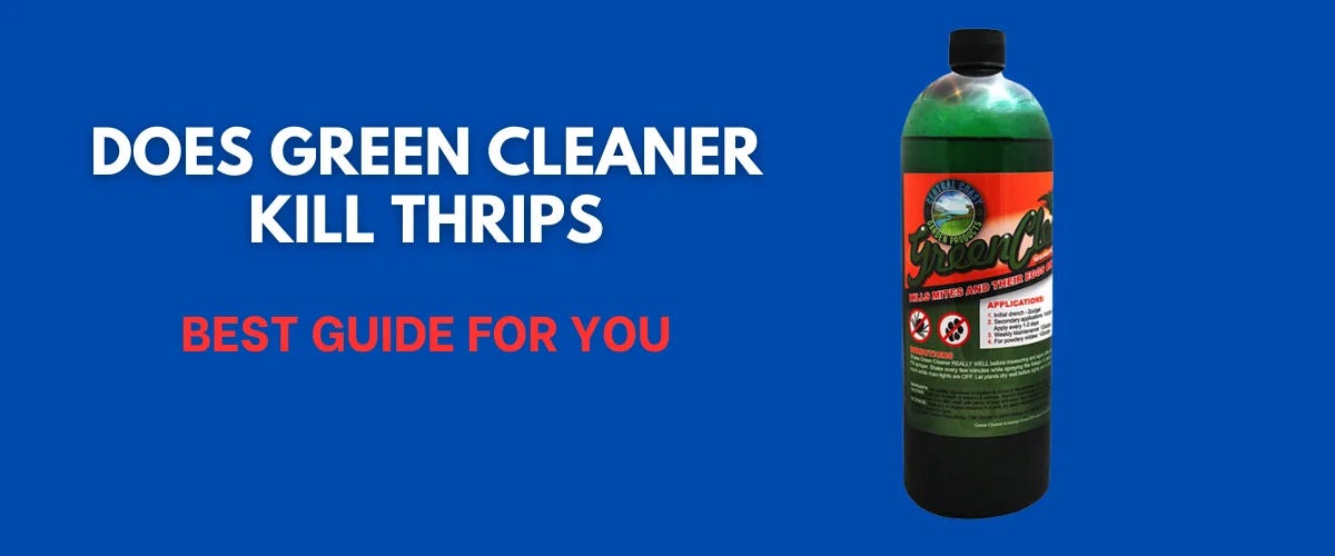 Does green cleaner kill thrips Best guide For You — 2023 by green