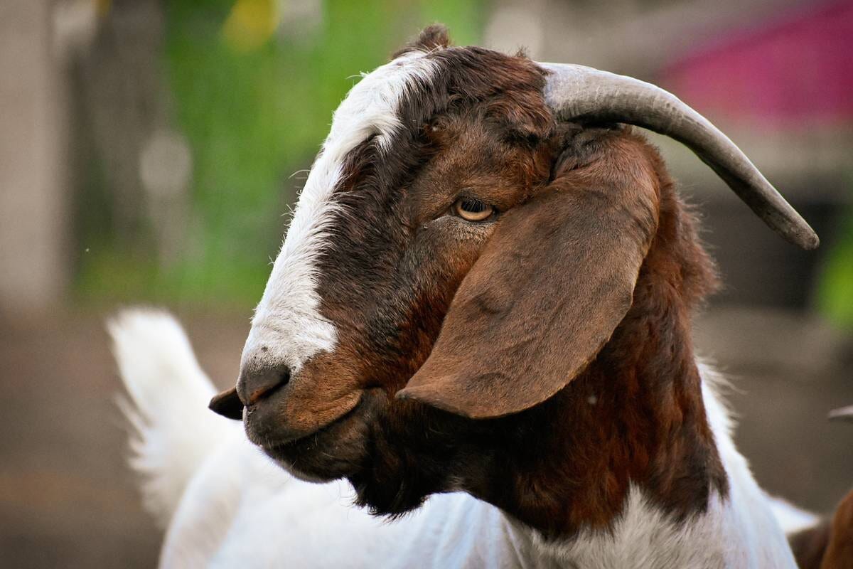 How to Naturally Treat Goats for Lice and Mites by Amanda Pieper