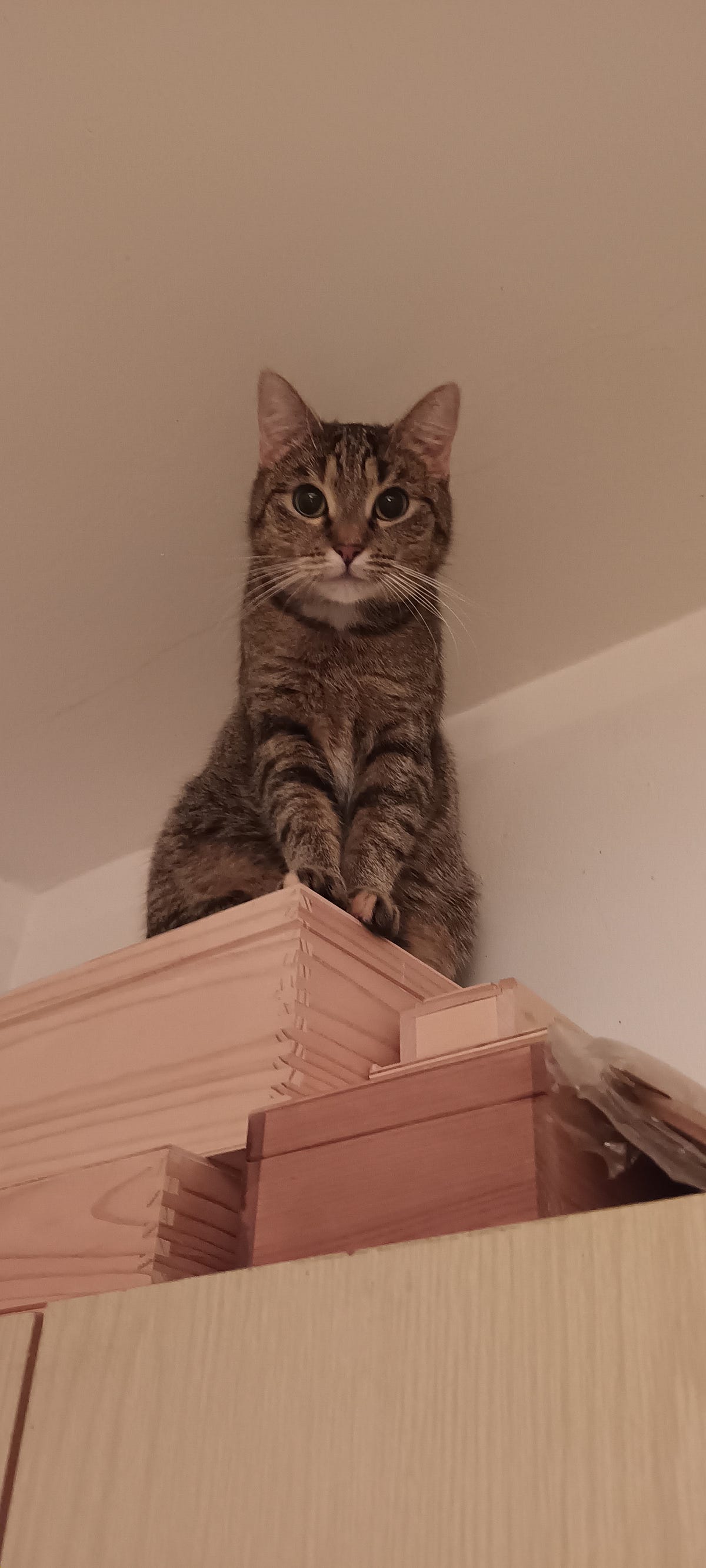 Cat Burglars How to Keep Your Kitty from Stealing Your Heart (and