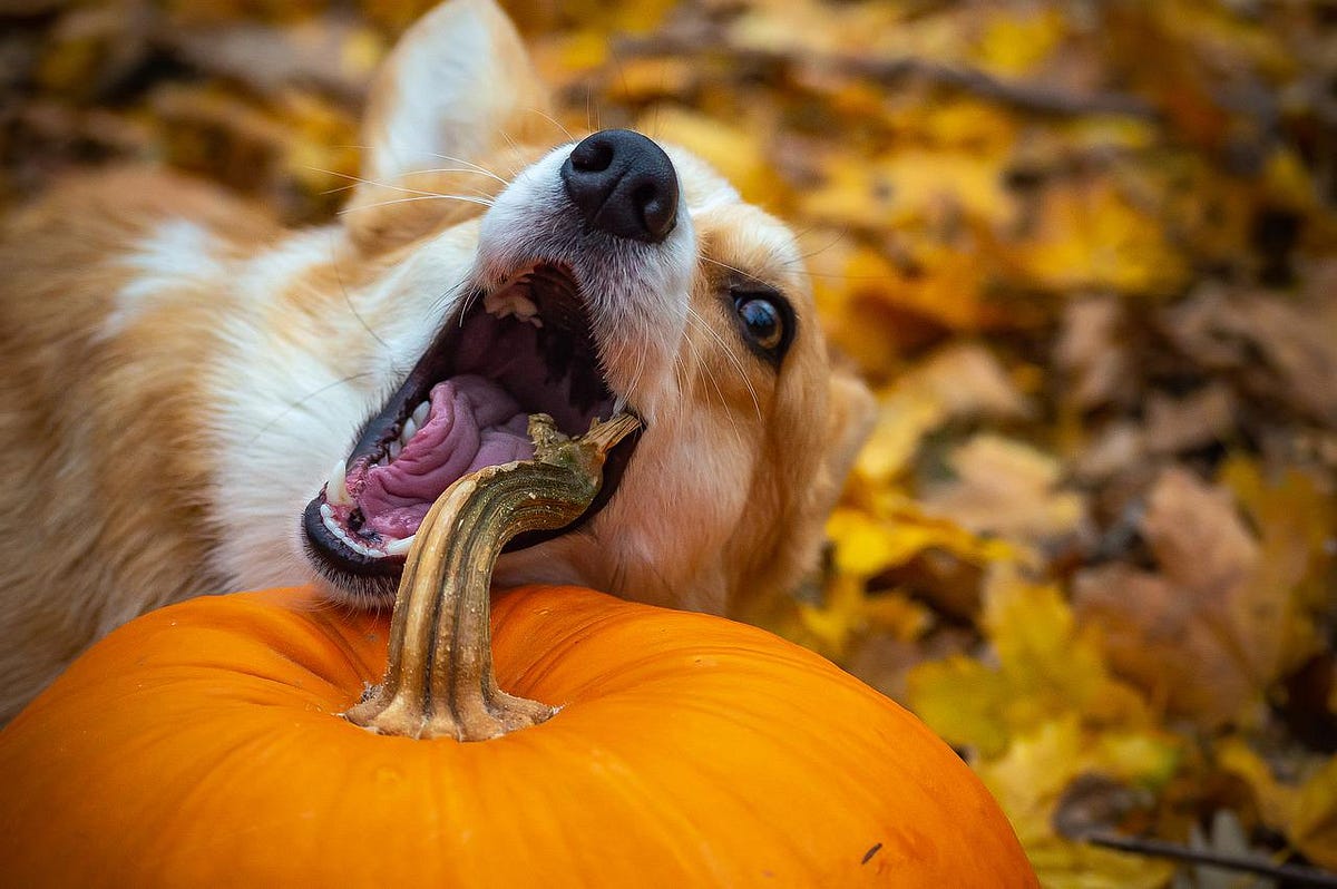 How to Stop a Dog from Eating Everything? by Dog Lovers Club Medium