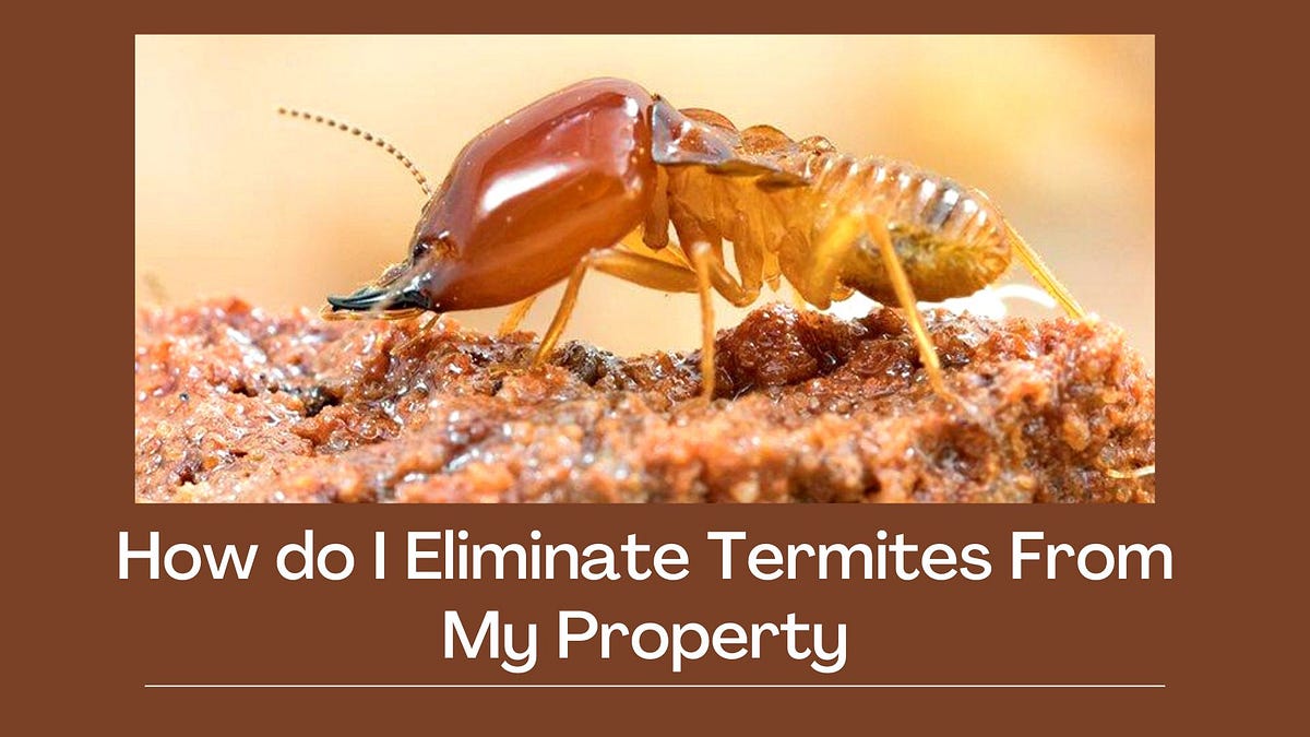 Tips on How to Prevent Getting Termites at Home by Zoompestcontrol