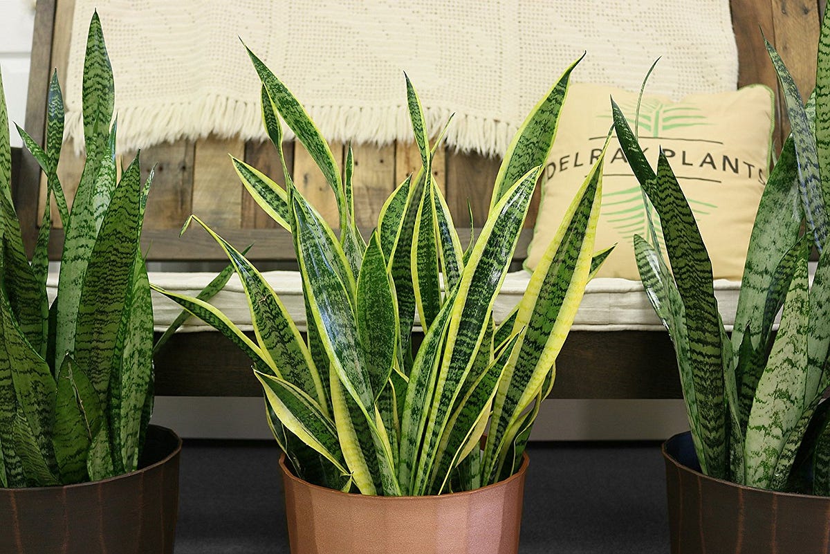 Do snake plants need humidity? 6 tip on how to provide the Snake plant