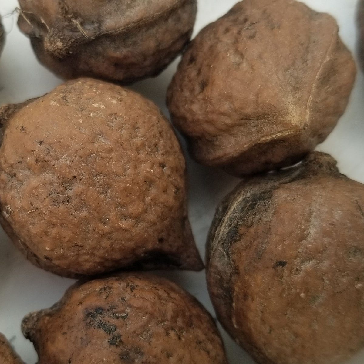 A Complete Guide to Planting Heartnut Seeds by Little Tree Farm Medium