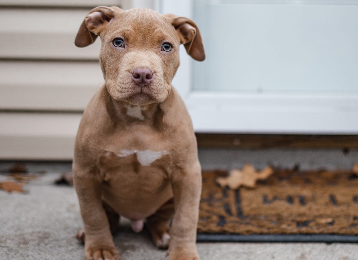 How to Train Pitbull Puppies. Pitbull Puppies are known for their… by