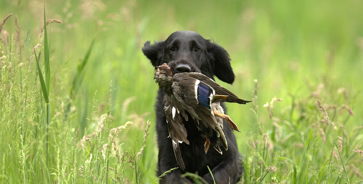 Duck Hunting Dog Training. Duck hunting is a popular sport enjoyed