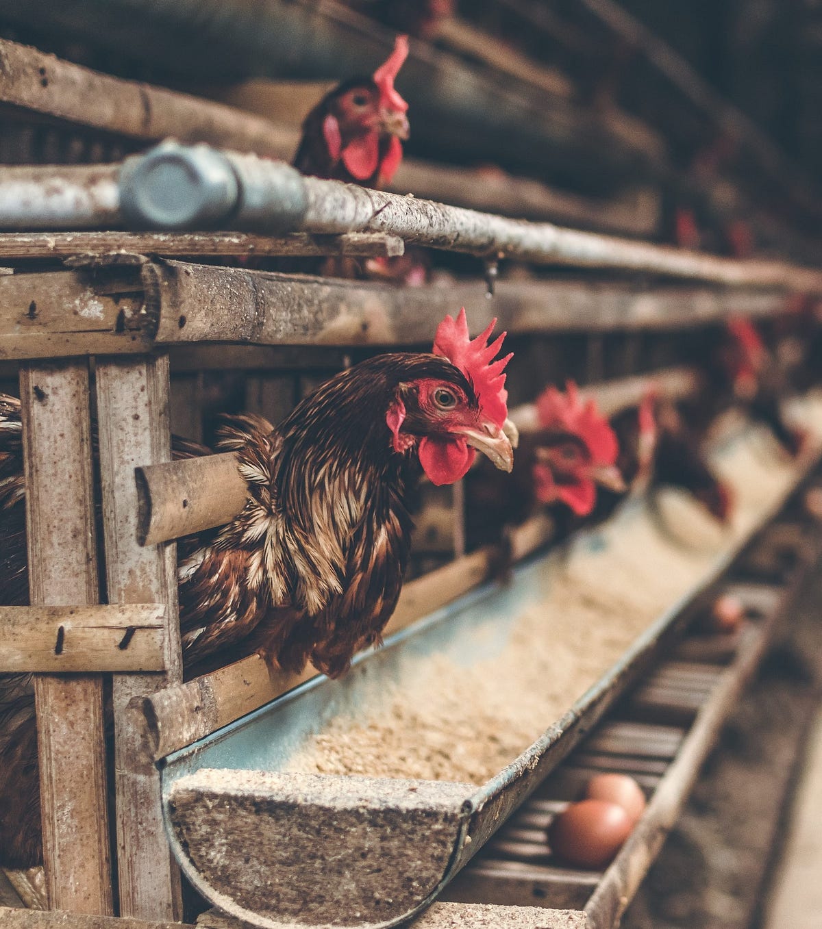 Establishing Optimal Stocking Density in Poultry Production by CDAU