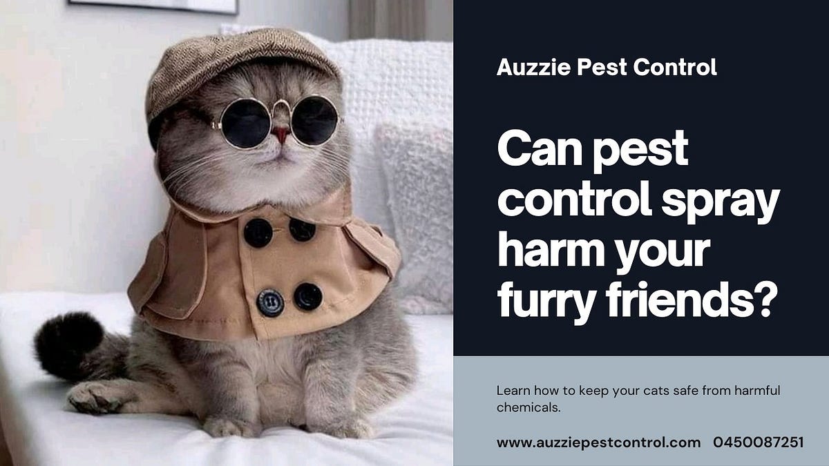 Can Pest Control Spray Harm Cats? A Complete Guide! by Auzzie Pest