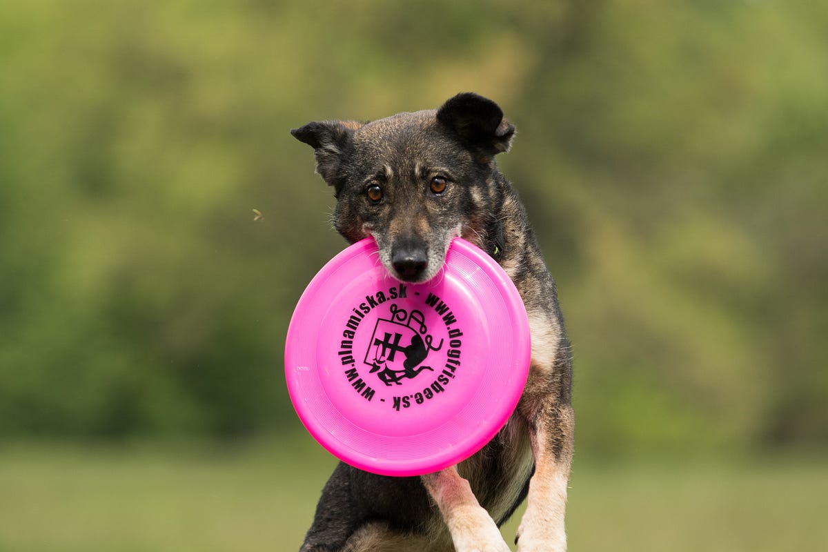 Top Secrets to Dog Training . The Secrets to Dog Training (A… by Mr