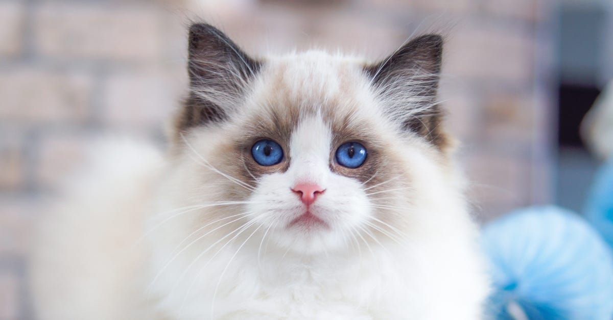 How Big are Ragdoll cats?. Ragdoll cats are one of the largest… by
