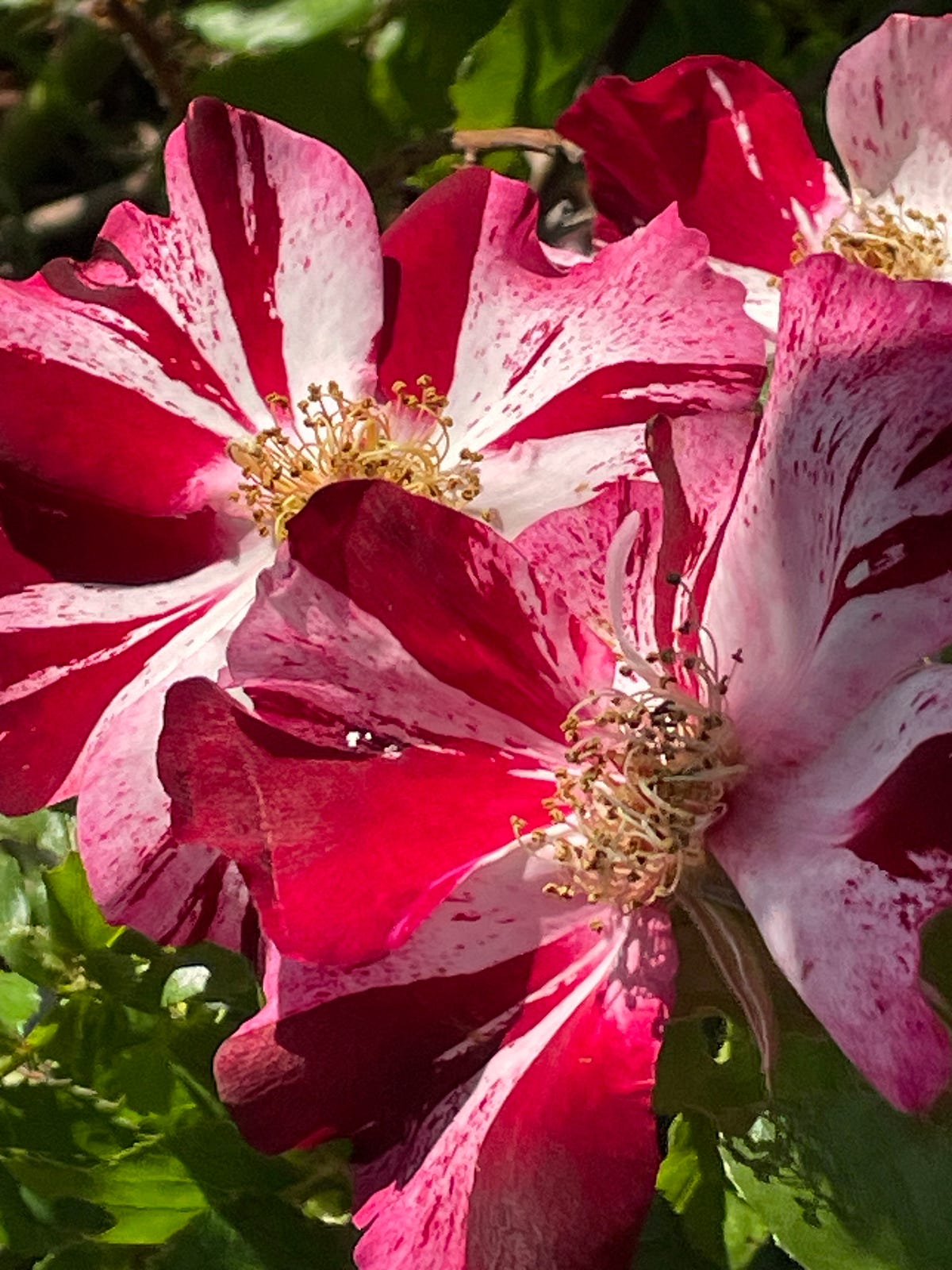 How do Flowers Bloom?. Hidden inside the flower are stories of… by Tovah Rainsong In Living