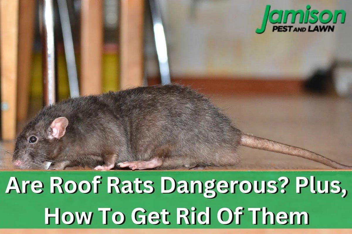 Are Roof Rats Dangerous? Plus, How To Get Rid Of Them Jamison Pest