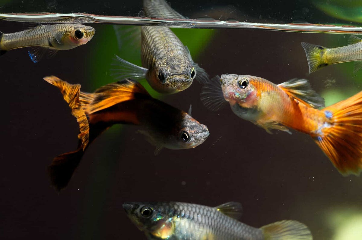 Can Male Guppies Live Together?. Guppies are one of the most popular