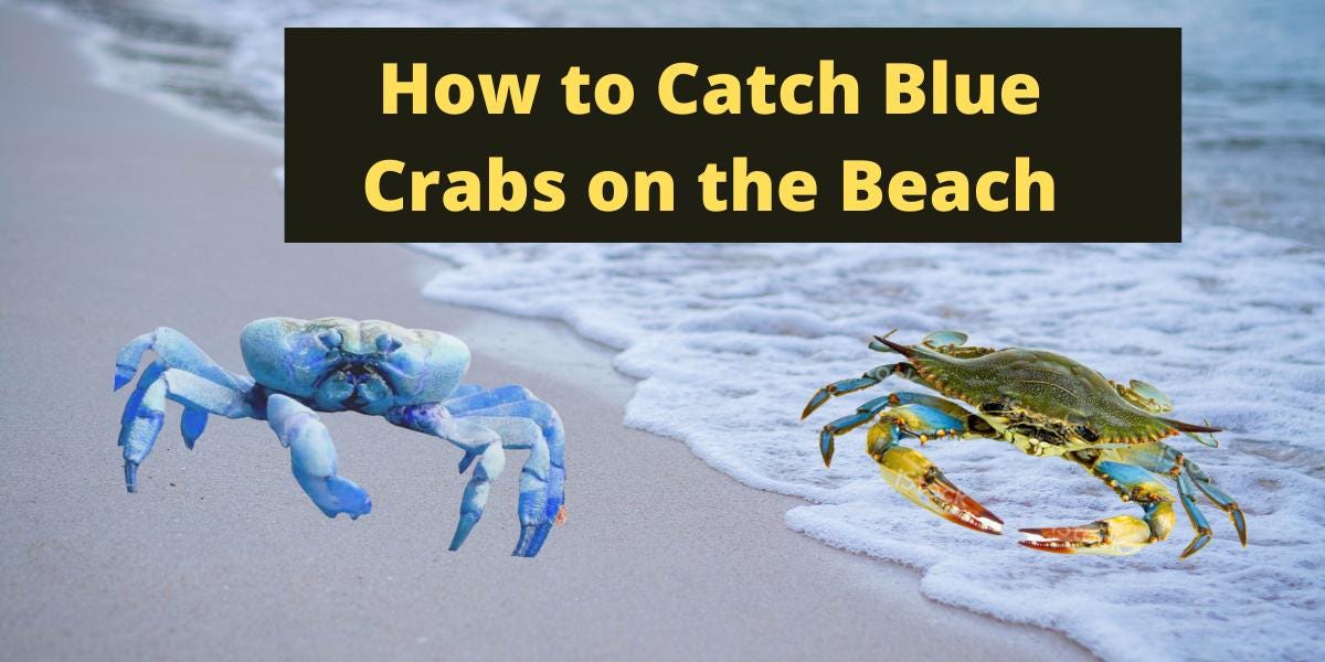 How to Catch Blue Crabs on the Beach? 3 Best Methods Muhammad Zubair Medium