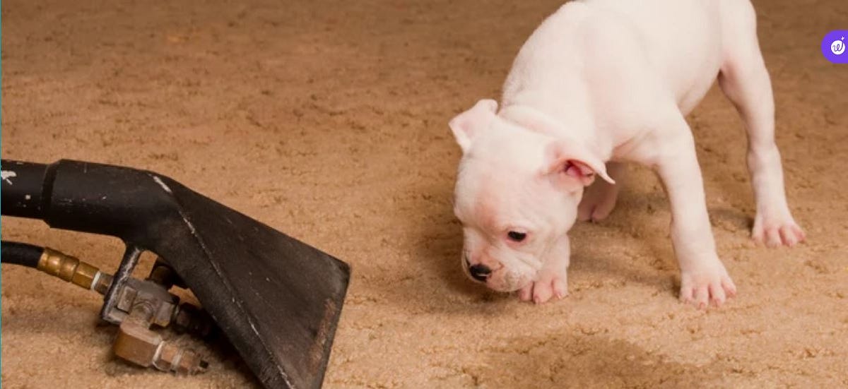 How to Clean Dog Pee from Carpet. How to Clean Dog Pee from Carpet by