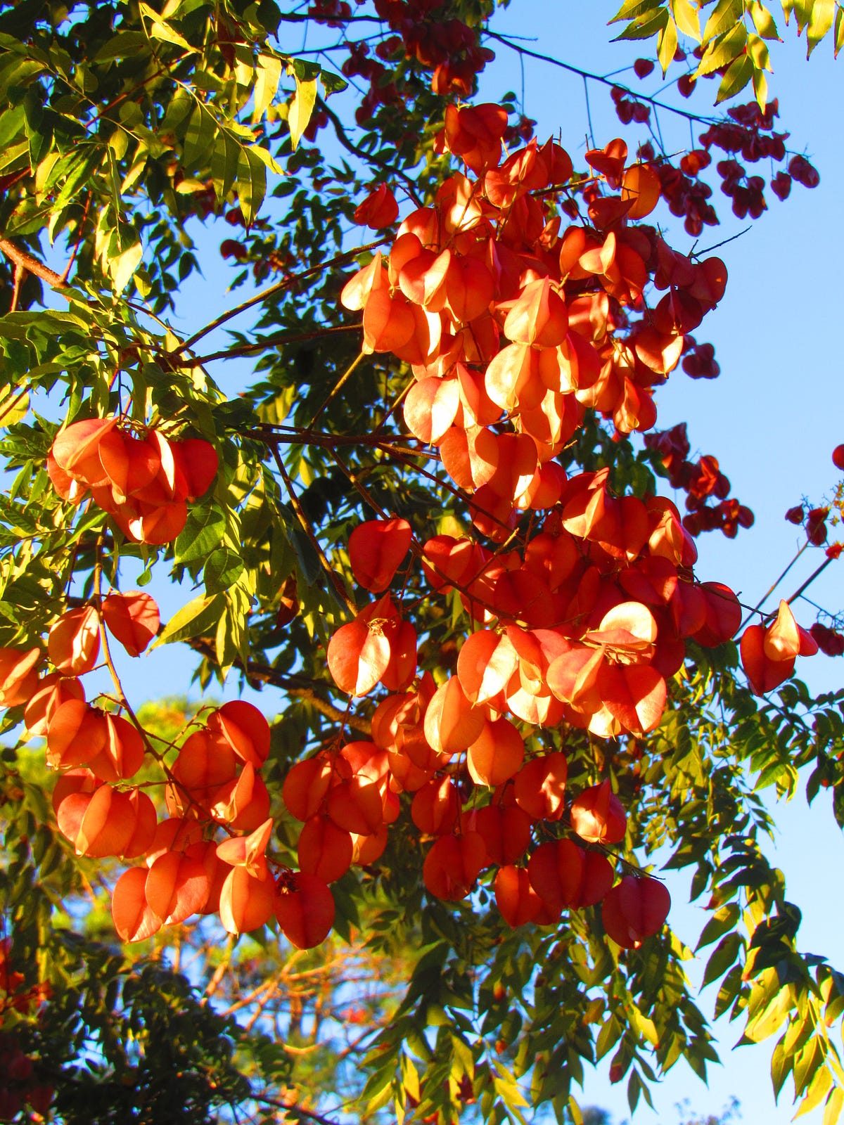 Autumn is a Verb. My week in photos by Weeds & Wildflowers