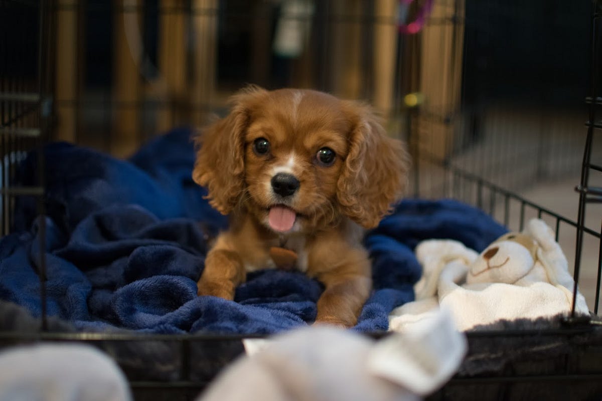 5 Simple Steps To Crate Train Your Puppy by Stacey Cass