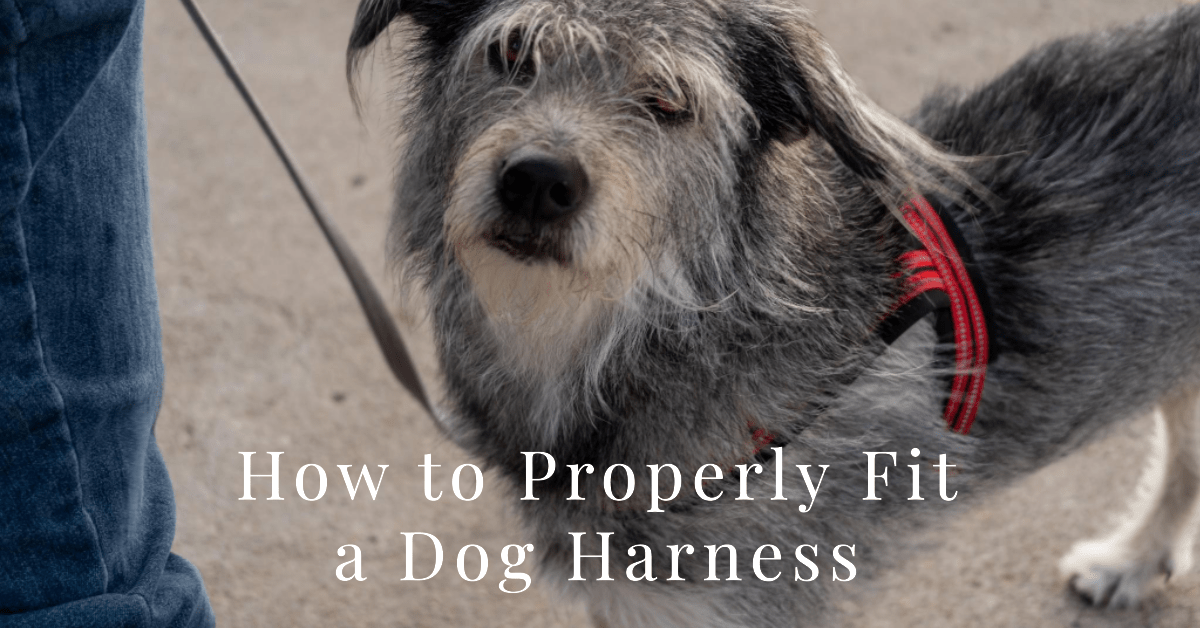 How to Properly Fit and Adjust a Dog Harness by Paw Lane Medium