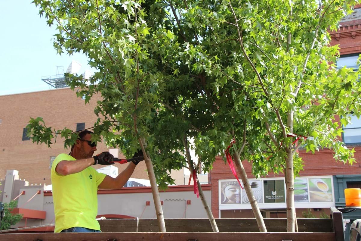 Springtime Tree Care The Importance of Pruning by treehealthcare