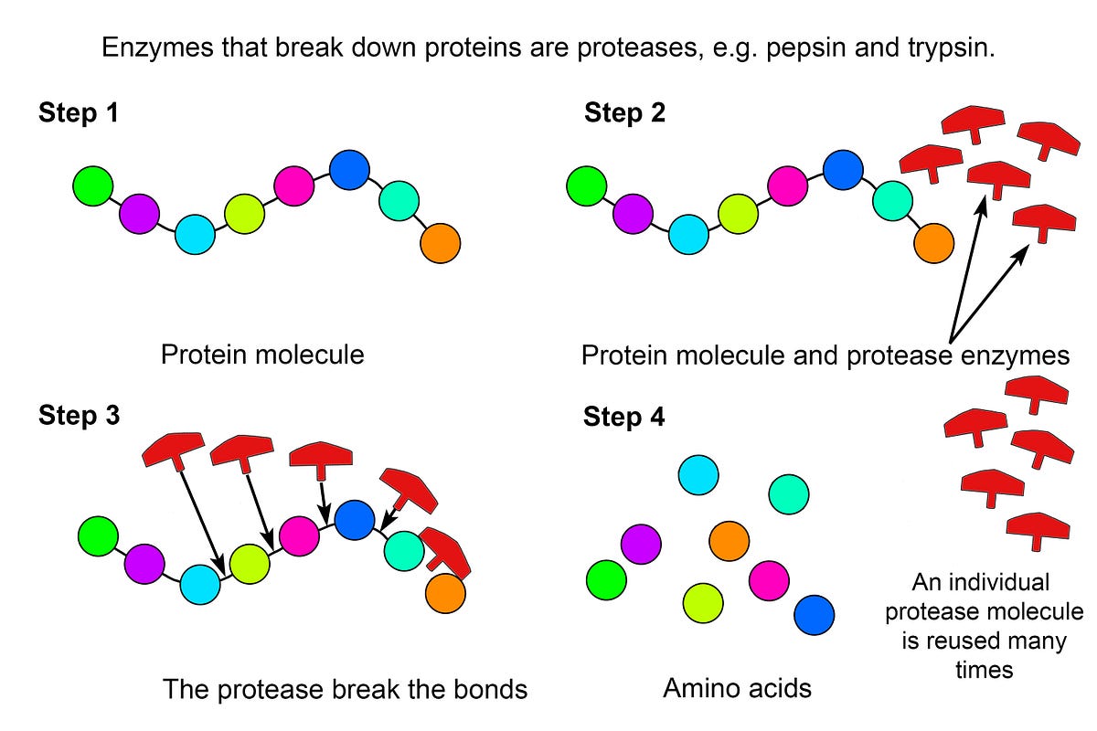 Protease Enzyme in Poultry Feed. In recent years protein feed… by