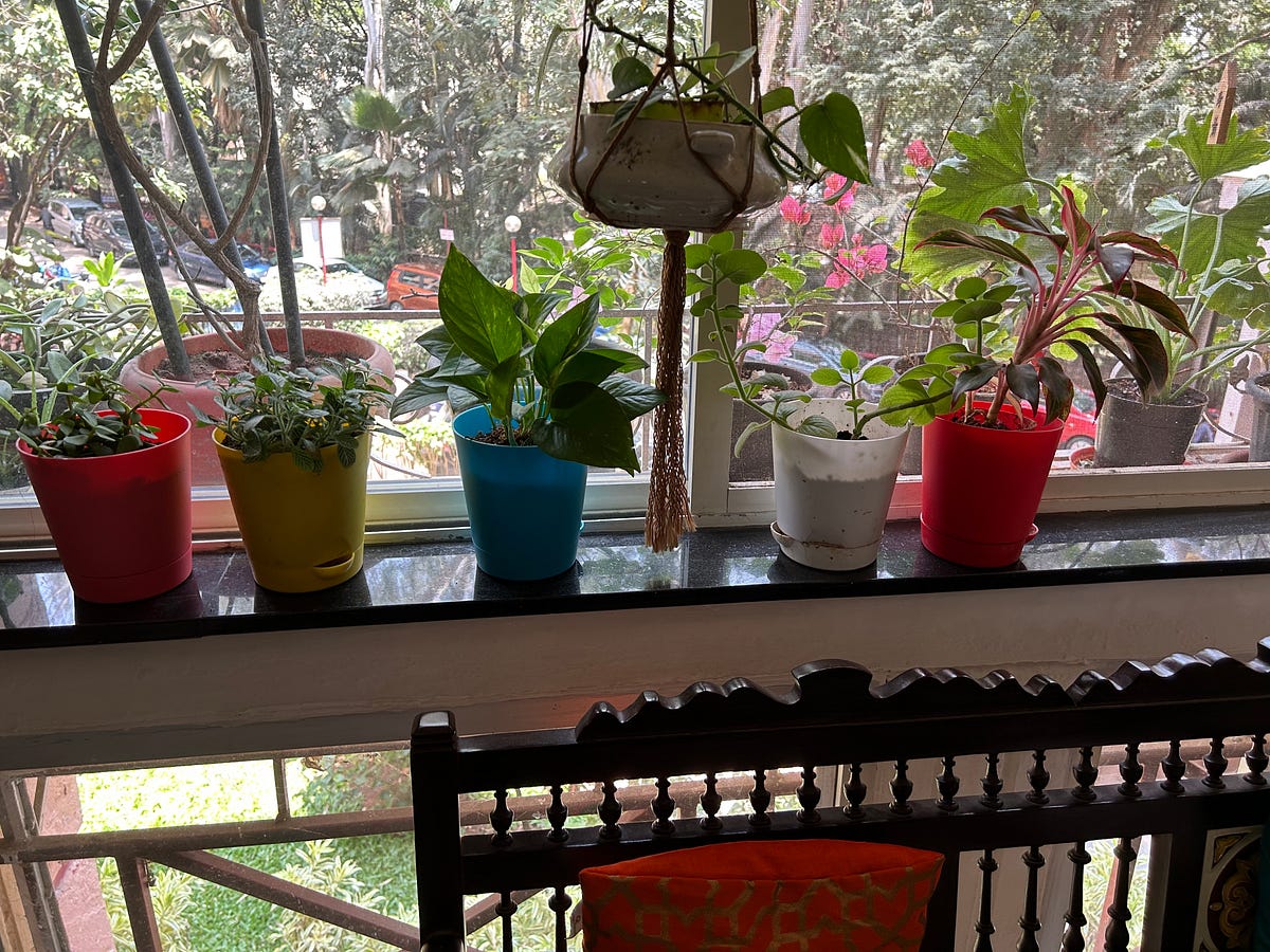 Creating a Calming Oasis The Role Of Vibrant Indoor Plants by Shubha