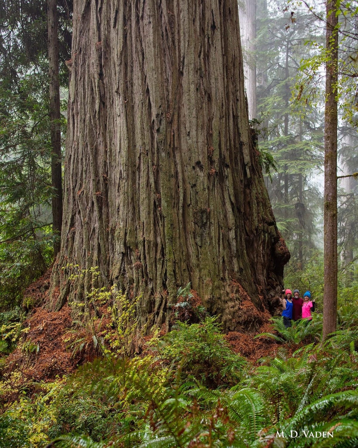 The Hyperion Tree The Tallest Tree on Earth [+380 feet] Medium