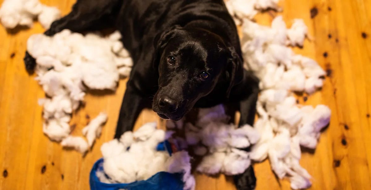 How to Make Your Dog Vomit A Comprehensive Emergency Guide by