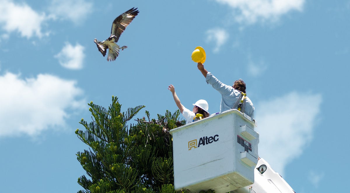 Osprey successfully renested. By Joanna Fitzgerald Director of the