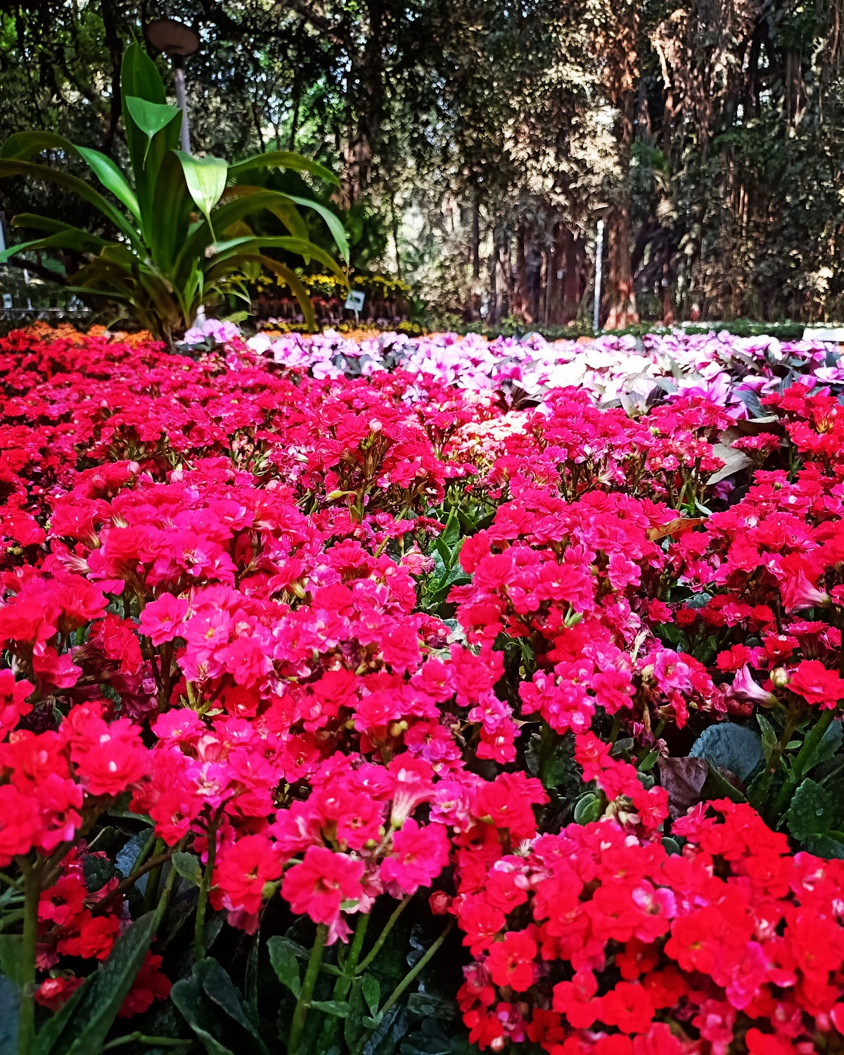 THREE LESSONS I LEARNED FROM FLOWERS by Dr.Anuja Medium