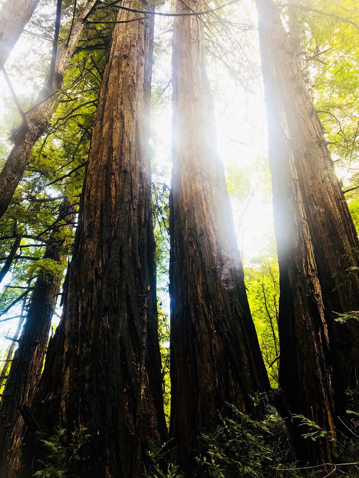 Telling Of The Redwoods. Your secrets are safe with them. by To Sur