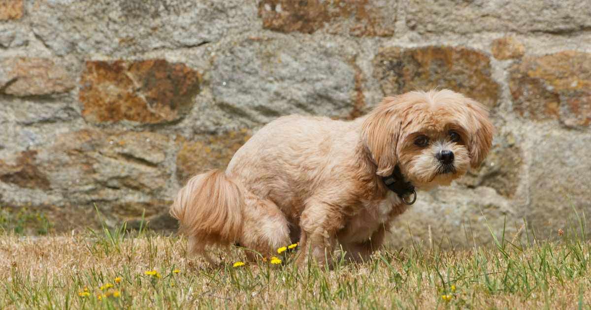 Using the Dog Buddy Pooper Scooper A Personal Guide Medium