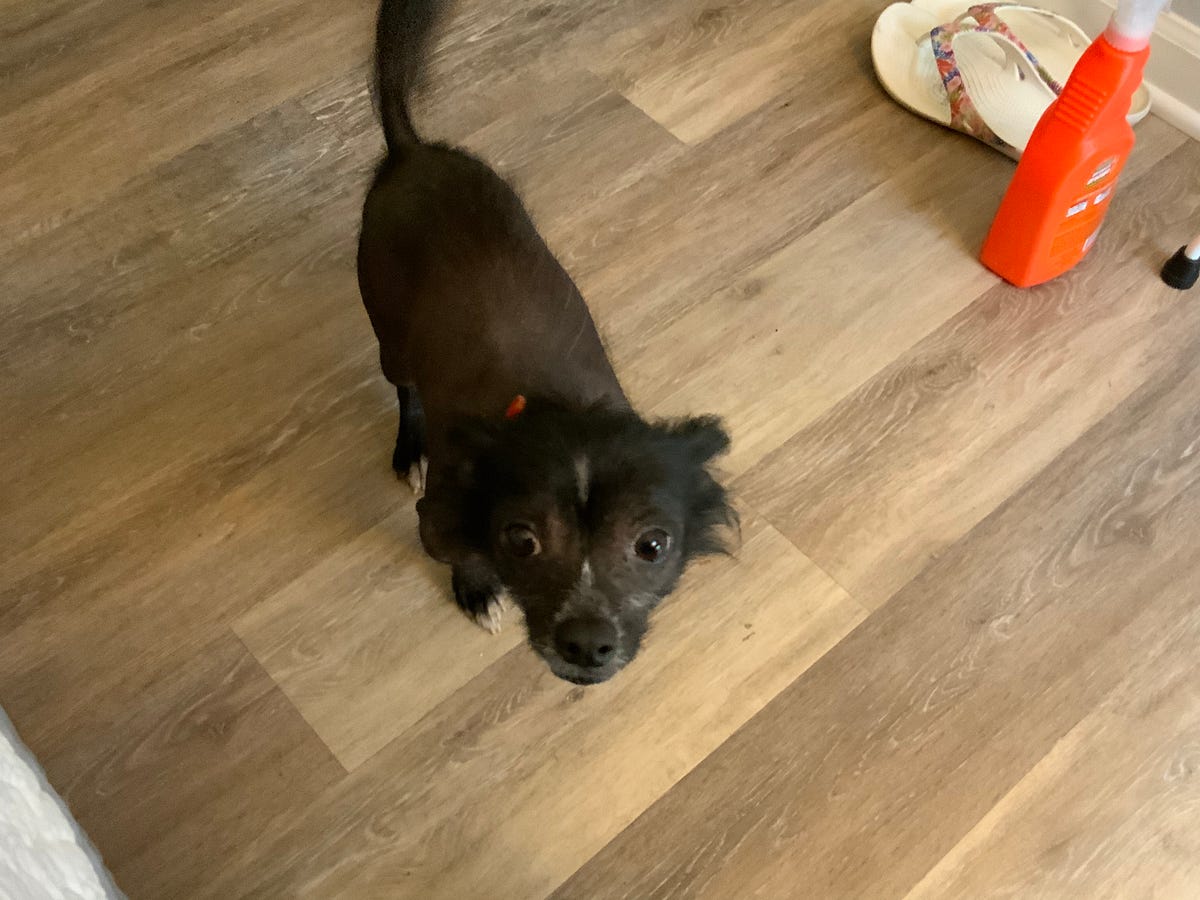 Do Dogs Make Better Pets Than Cats? by Leonard Bussey Pets Galore Medium