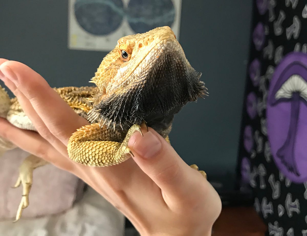 Why so angry?. And do beardies like other reptiles? by Roger the