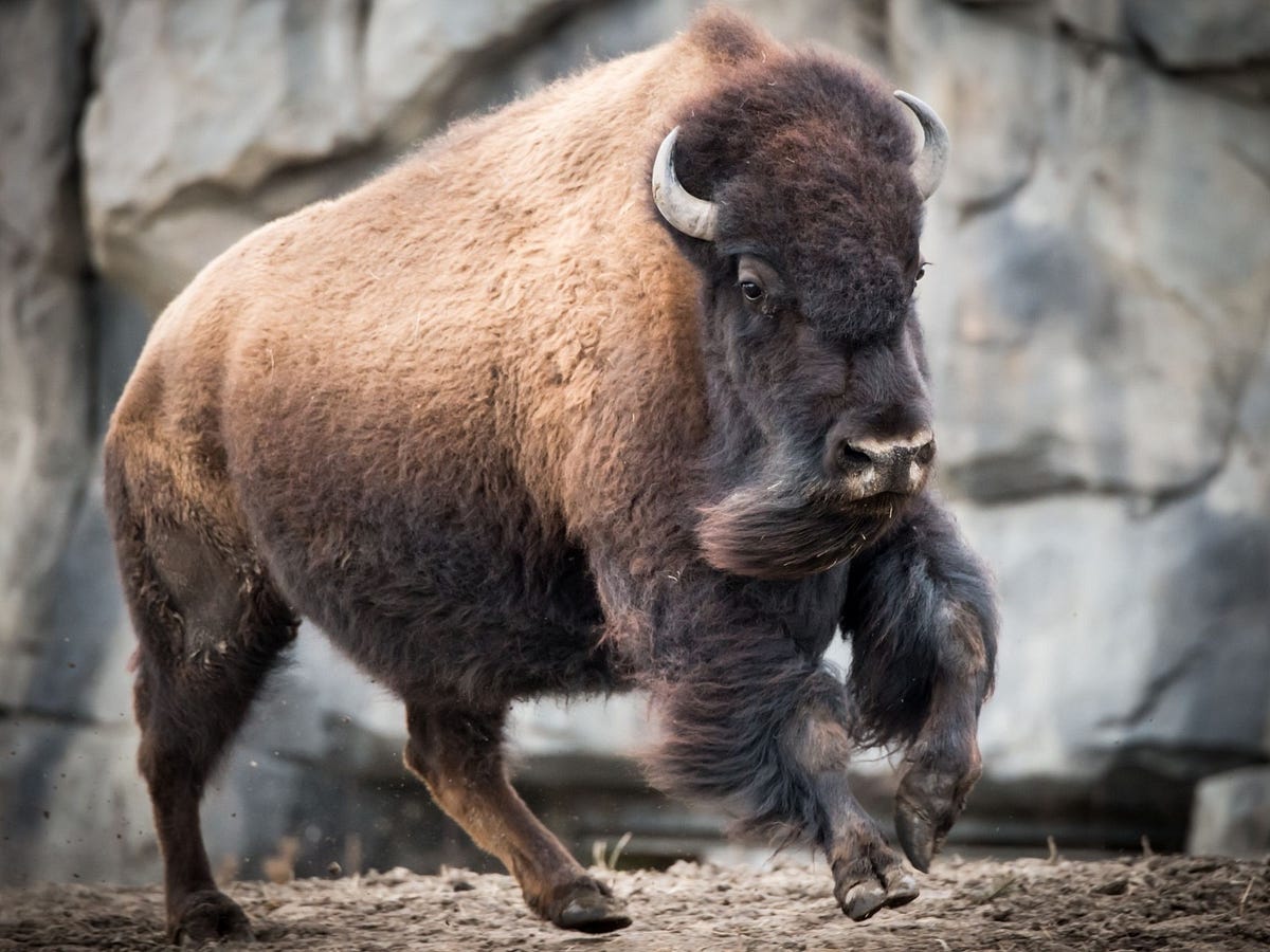 Native To America Hunting, Cooking & Butchering Bison Meat by Beck