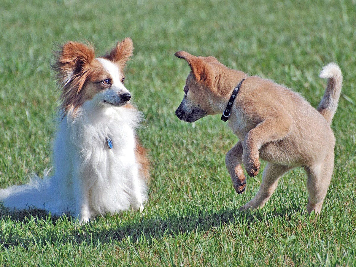 What are some signs that indicate my dog is enjoying playtime? by
