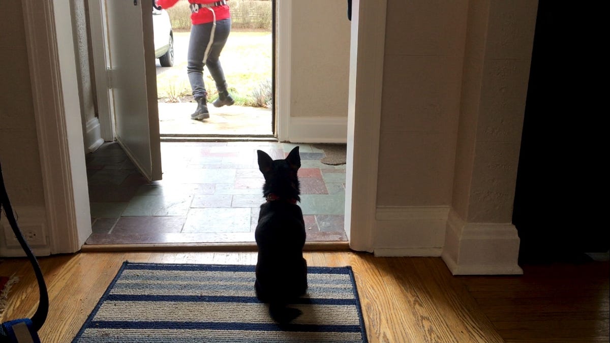 How To Stop Your Dog’s Door Dashing, Part 6 by Lai, MA