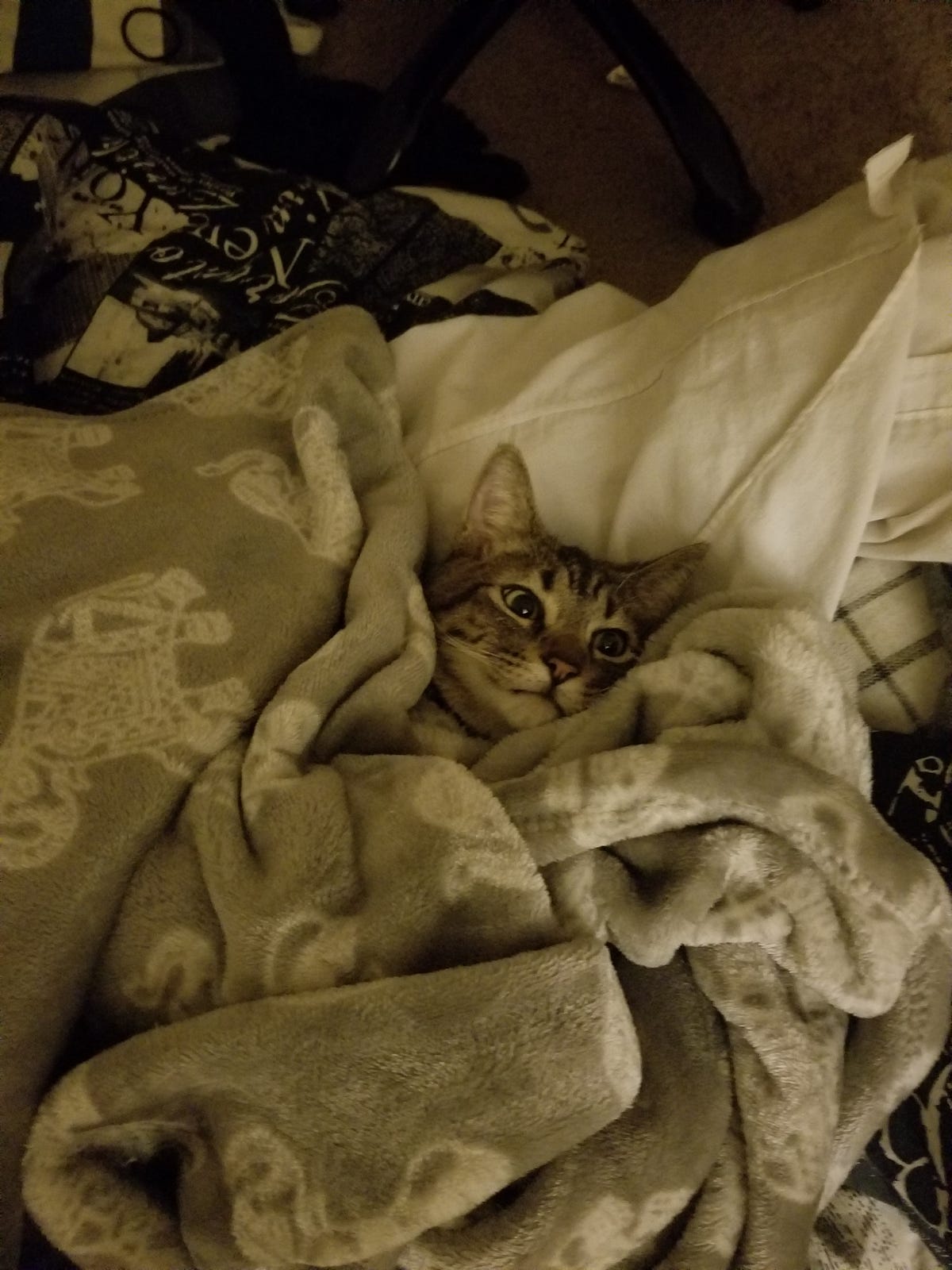 How My Cat Saved My Life. A note on mental health and pets. by