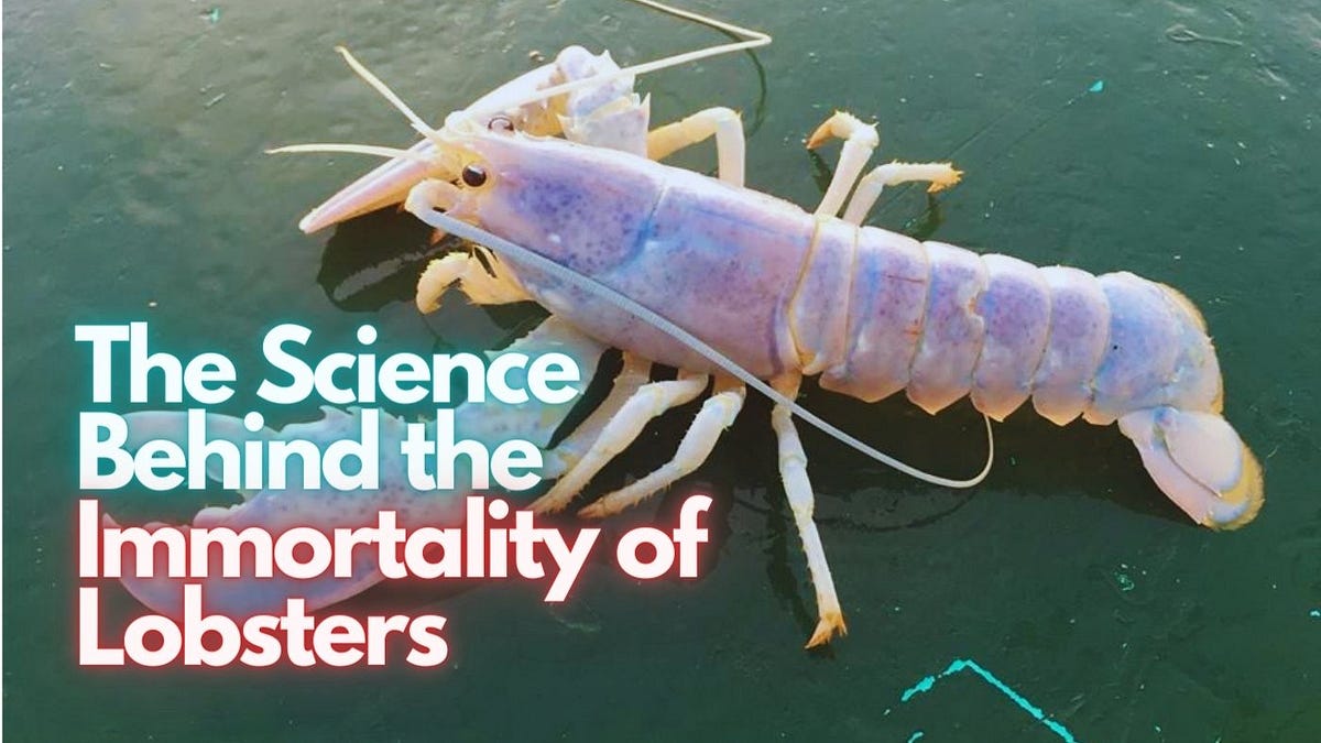 The Science Behind the Immortality of Lobsters by YouTube Earth