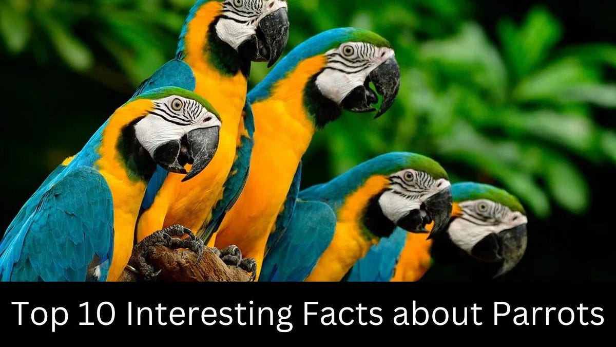 Interesting Facts about Parrots — Coolest Fact by Coolest Fact Medium