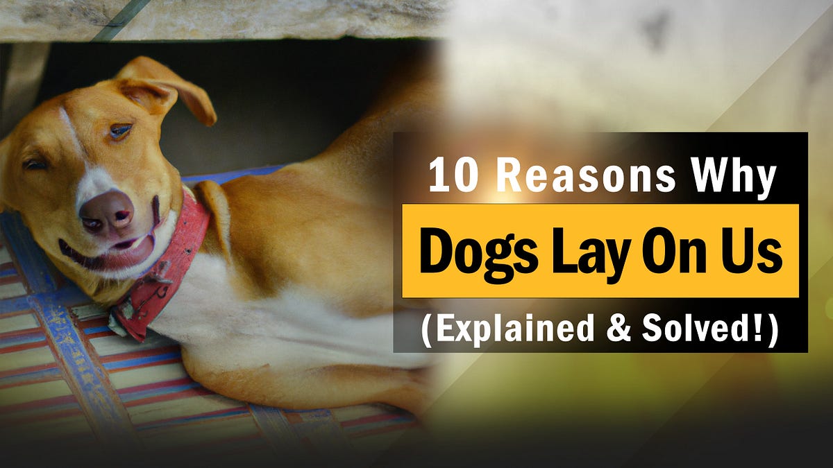 10 Reasons Why Dogs Lay On Us (Explained & Solved!) puppyplaying Medium
