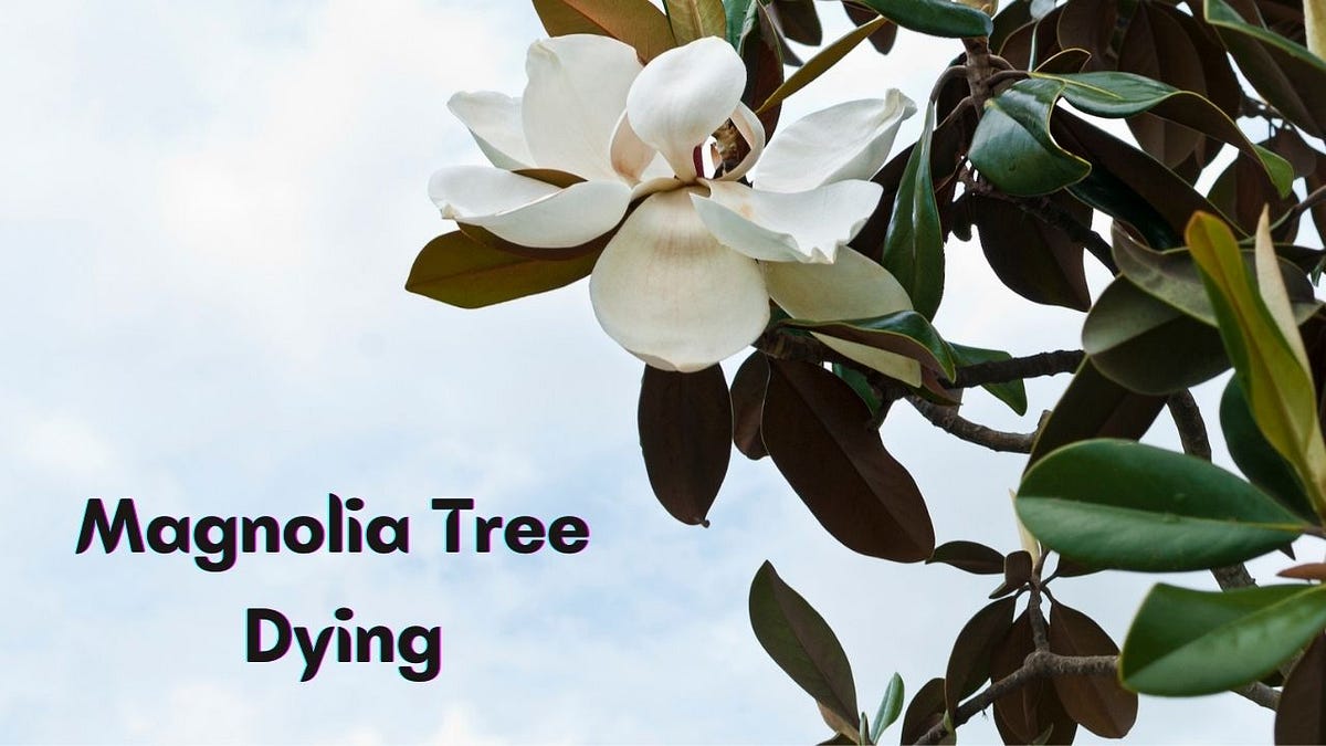 Why My Magnolia Tree Is Dying 13 Reasons + Quick Fixes by Bhawana