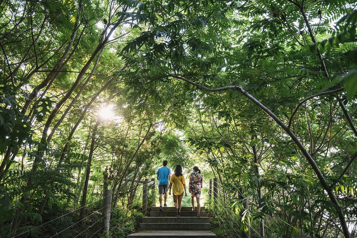 How do trees clean the air?. Trees clean the air as part of their… by