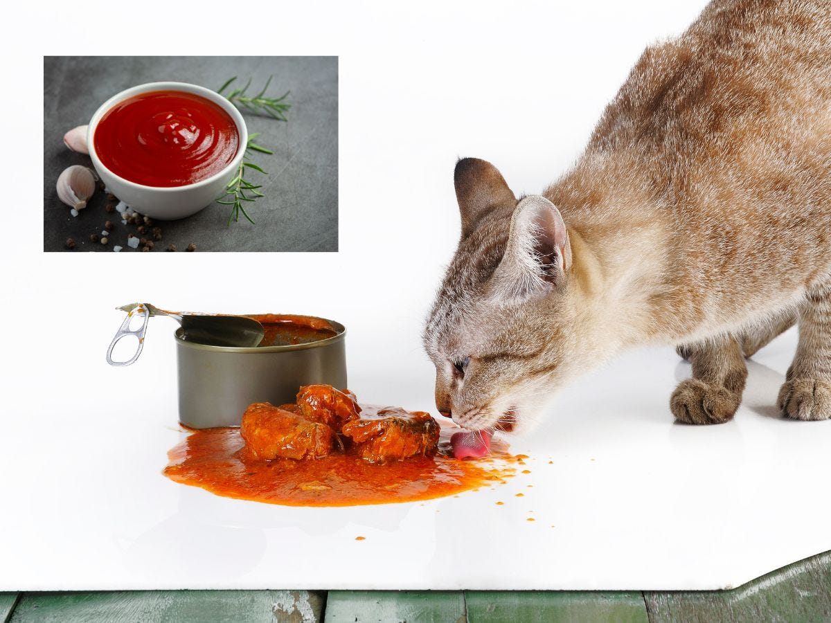 Can Cats Eat Meat With Tomato Sauce? Vital Facts Unveiled by Katie Lindsey Medium