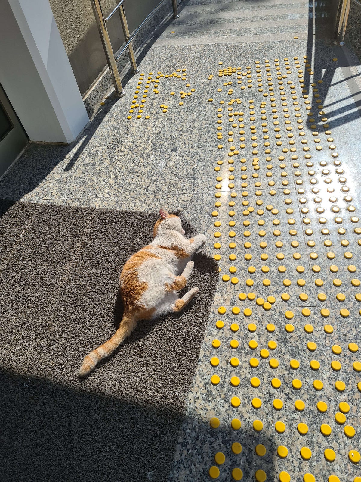 How to Stop Cats From Chewing on Everything by Piece of Thought Medium